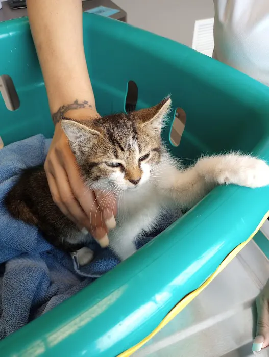 Big Valley Animal Hospital Picture 8