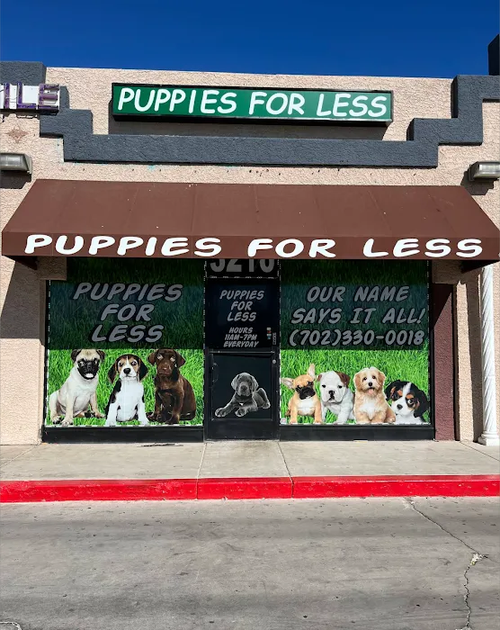Las vegas poodles Picture 2