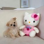 Las vegas poodles
