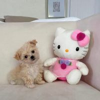 Las vegas poodles ico