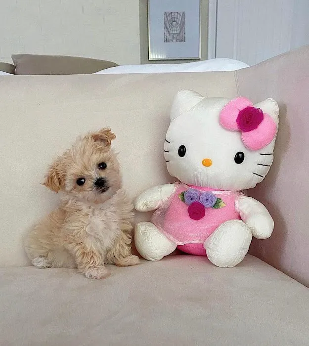 Las Vegas yorkies Picture 3