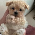 Las Vegas yorkies