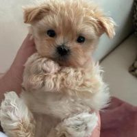 Las Vegas yorkies ico