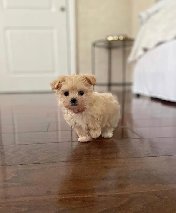 Las Vegas yorkies Picture 4