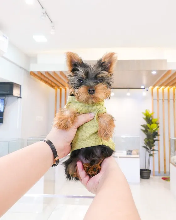 Las Vegas yorkies Picture 5