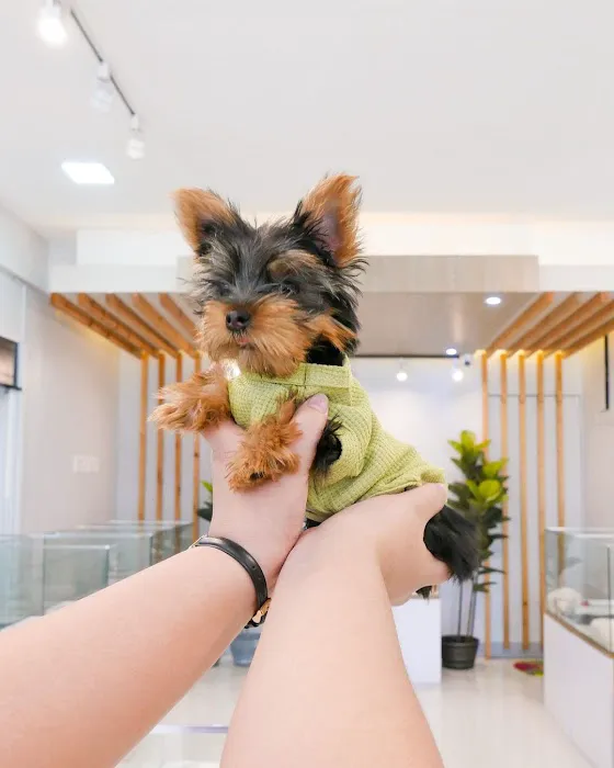 Las Vegas yorkies Picture 9