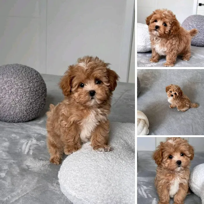 Las Vegas yorkies Picture 10