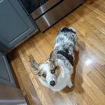 Newville Animal Hospital