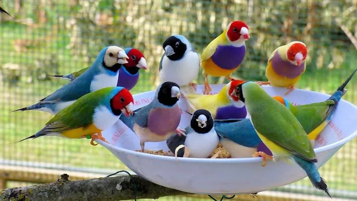 XtremeMundial Birds Picture 3