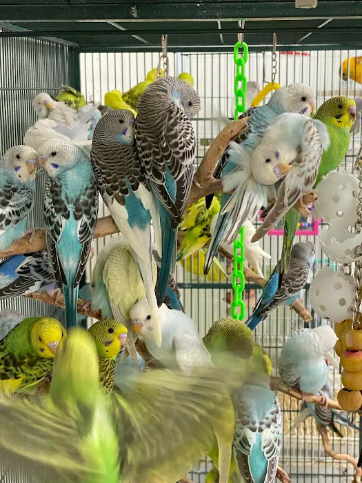 XtremeMundial Birds Picture 5