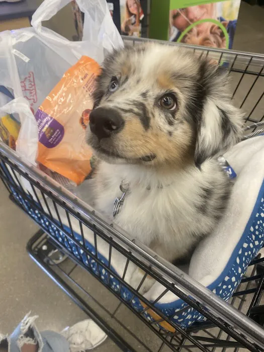 Diamond Pets Picture 1