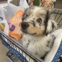 Diamond Pets ico