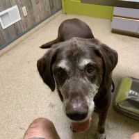 Allen Road Veterinary Clinic ico