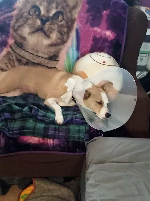 Allen Road Veterinary Clinic Picture 2