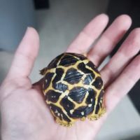 TortoiseSupply.com ico