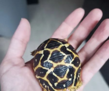 TortoiseSupply.com