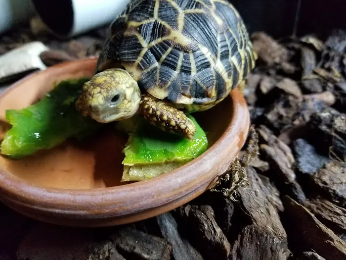 TortoiseSupply.com Picture 3