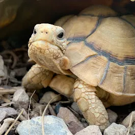 TortoiseSupply.com Picture 2