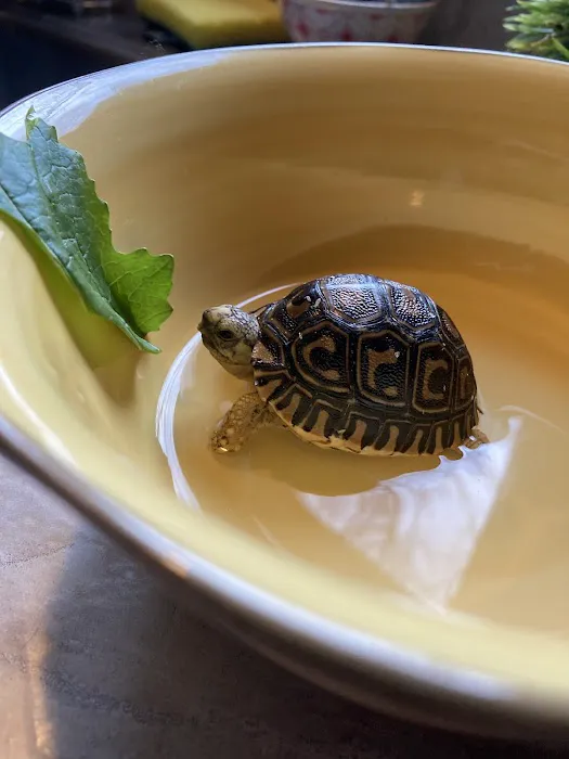 TortoiseSupply.com Picture 4