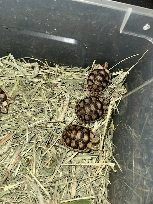 TortoiseSupply.com Picture 5