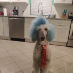 Northside Veterinary Clinic