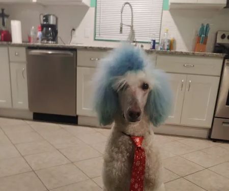 Northside Veterinary Clinic