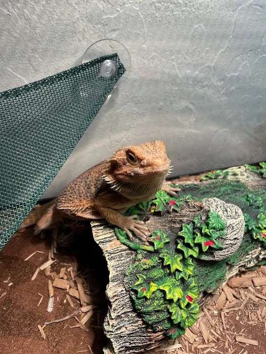 Levon The Snake Man Picture 9