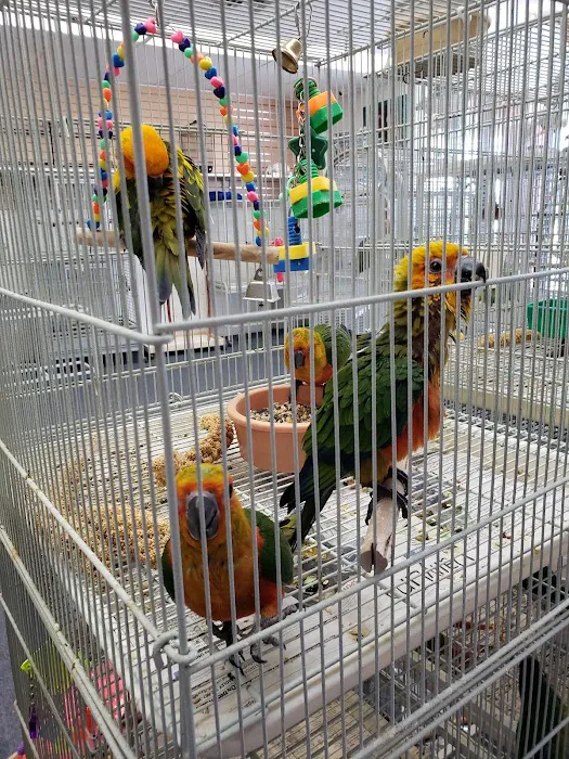 Xtreme Mundial Birds Picture 2