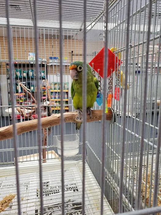 Xtreme Mundial Birds Picture 3