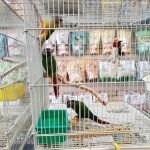 Xtreme Mundial Birds