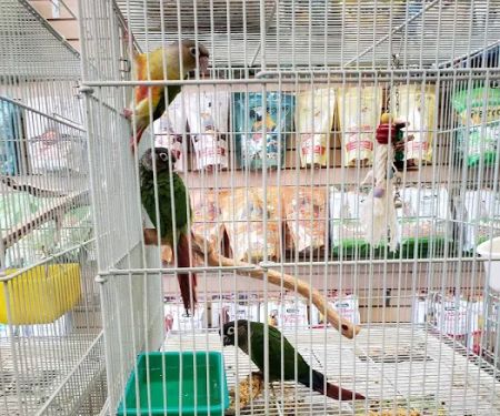 Xtreme Mundial Birds