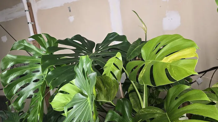 Mike & Miguel's Fish and Plant Store Picture 5