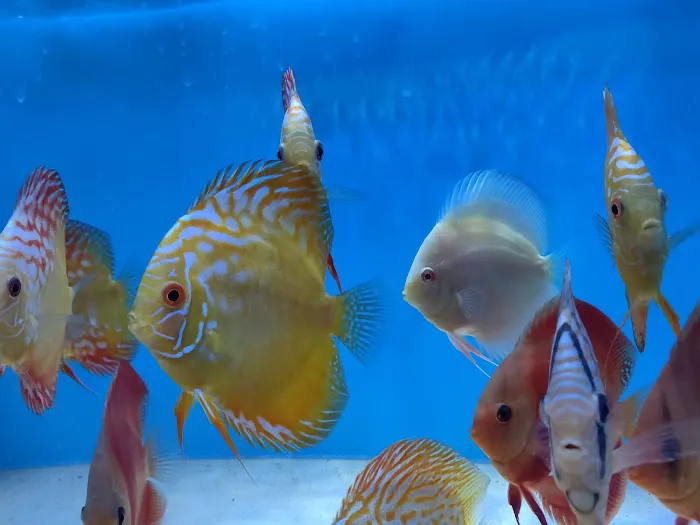 Mike & Miguel's Fish and Plant Store Picture 9