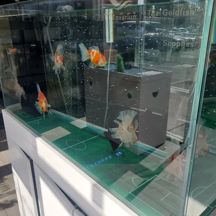 J&Y Aquarium Picture 4