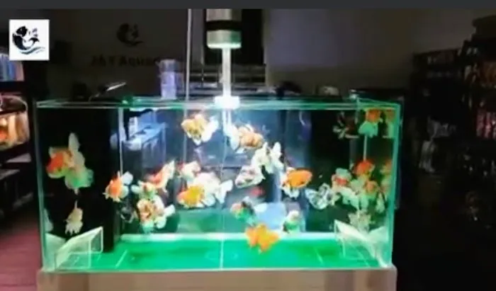J&Y Aquarium Picture 9