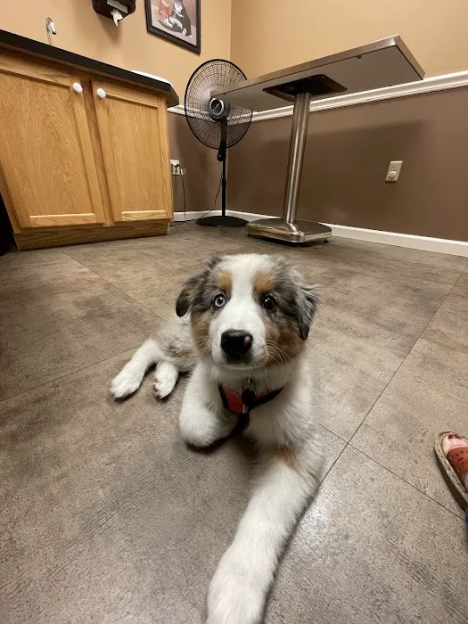 Lewis Veterinary Clinic Picture 6