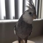 E & J Pets