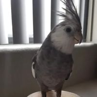 E & J Pets ico