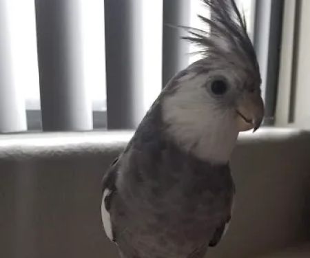 E & J Pets