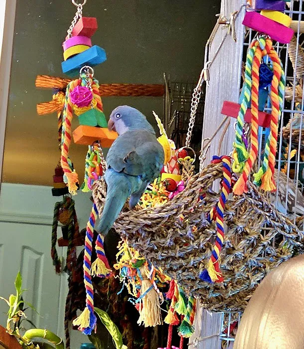 E & J Pets Picture 5