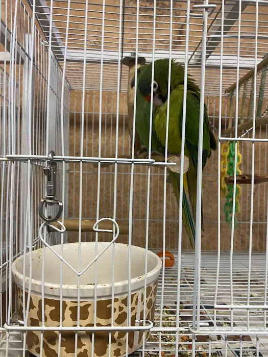Exotic Birds Picture 1