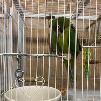 Exotic Birds ico