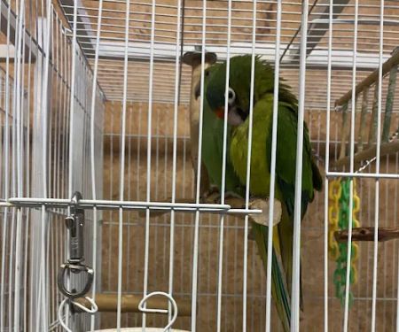 Exotic Birds