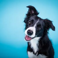 Midland Park Veterinary Hospital ico