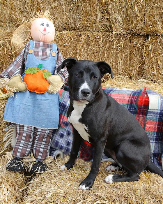 Cropper Veterinary Service Picture 2
