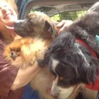 Cropper Veterinary Service ico
