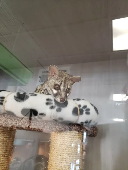 Pet Kingdom Picture 3