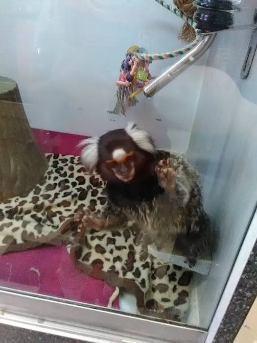 Pet Kingdom Picture 8