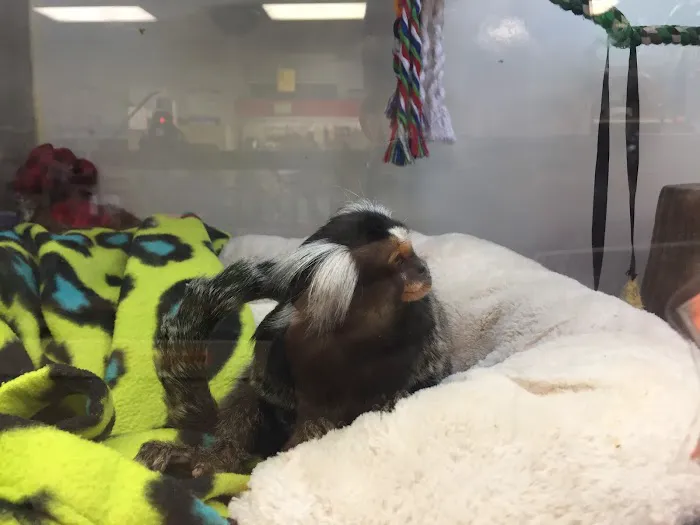 Pet Kingdom Picture 6