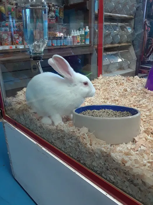 Pet Kingdom Picture 9